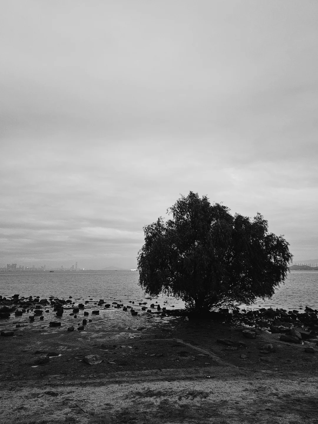 Trees by Shenzhen Bay in Shenzhen
