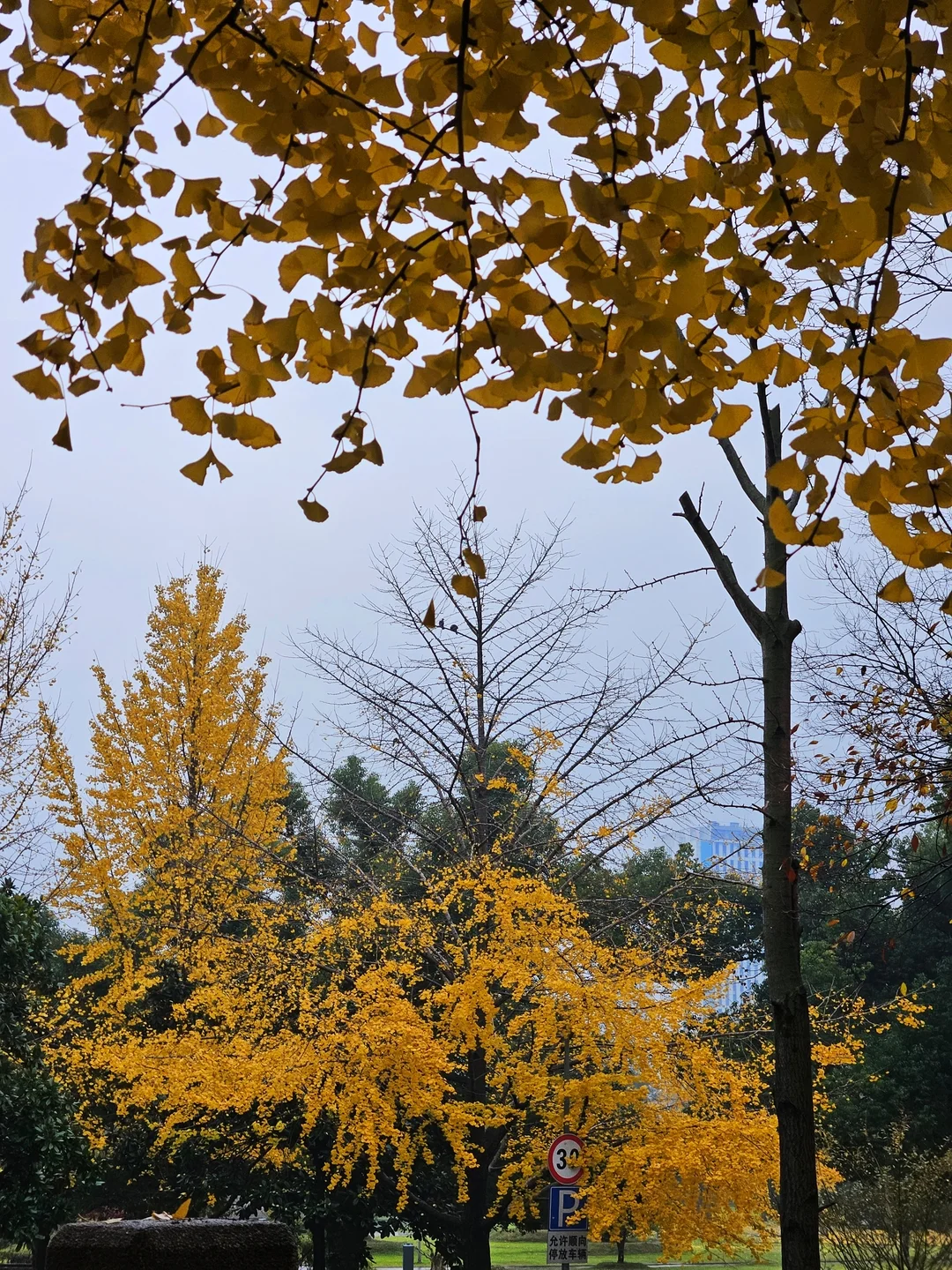 Autumn at Wuhan University